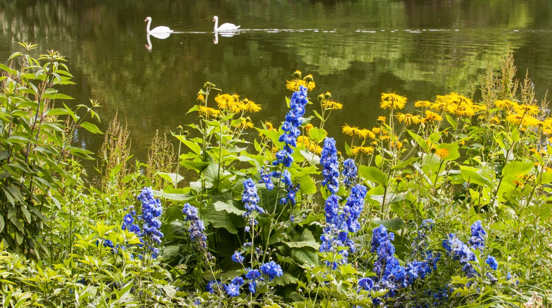 swans on a pond and flowers in a park in Copenhagen, Denmark, June 2014, picture 42
