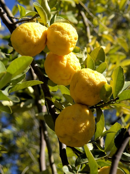 Citrus x limon (Outjo) 1