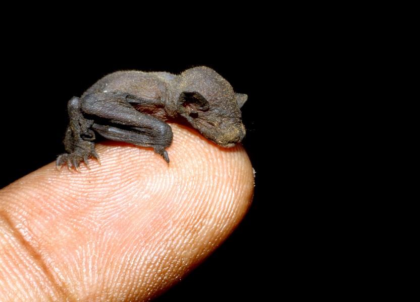 Newborn of Lesser short-nosed fruit bat