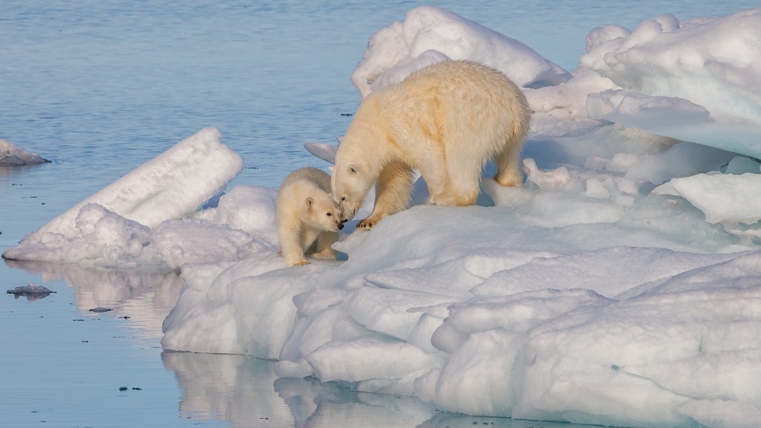 Polar bear (Ursus) maritimus female with its cub, Svalbard (2)