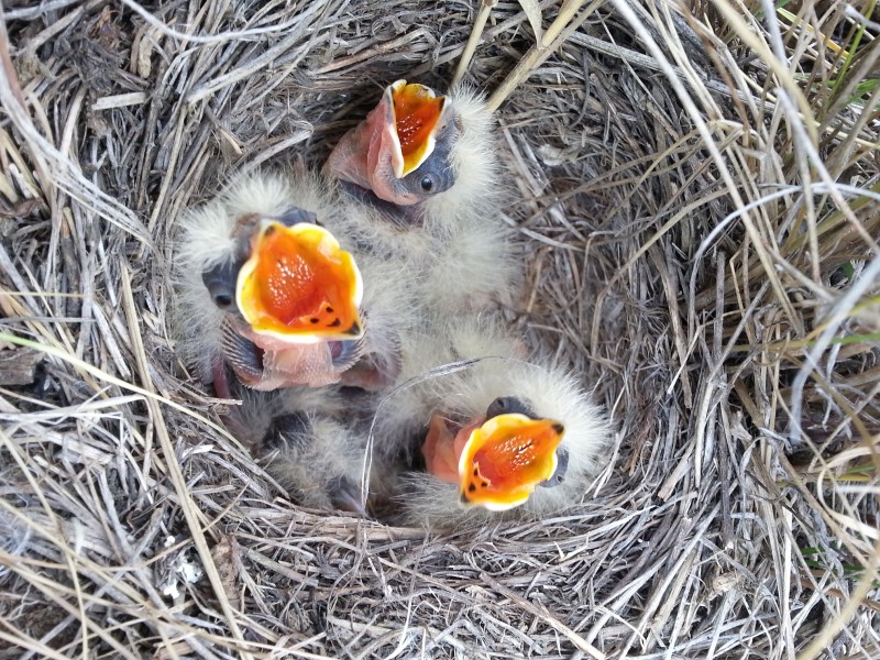 Horned Lark, Eremophila alpestris, nestlings begging, baby birds, gape colors, leaping in nest Alberta Canada (1)
