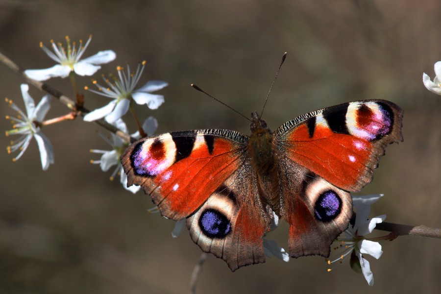 Peacock butterfly (inachis io)