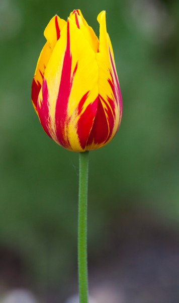 a tulip photographed in May 2014