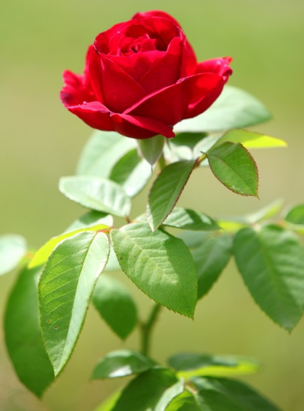 a young red rose photographed in July 2013, picture 1/2