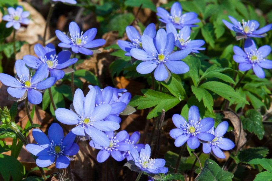 blue flowers in a forest in Lviv region of Ukraine in March 2014, picture 1/2