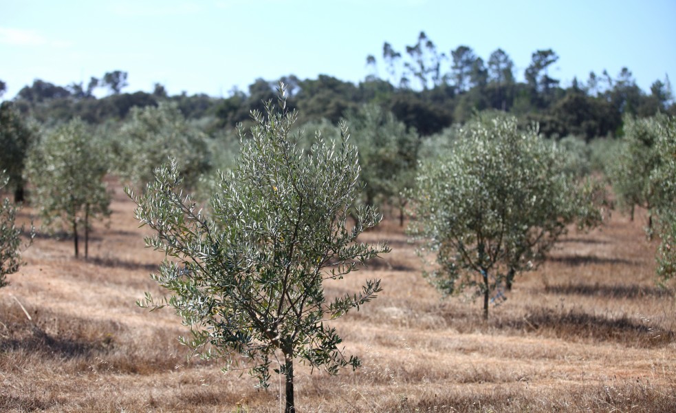 trees in Fatima, Portugal, Europe, August 2013, picture 17
