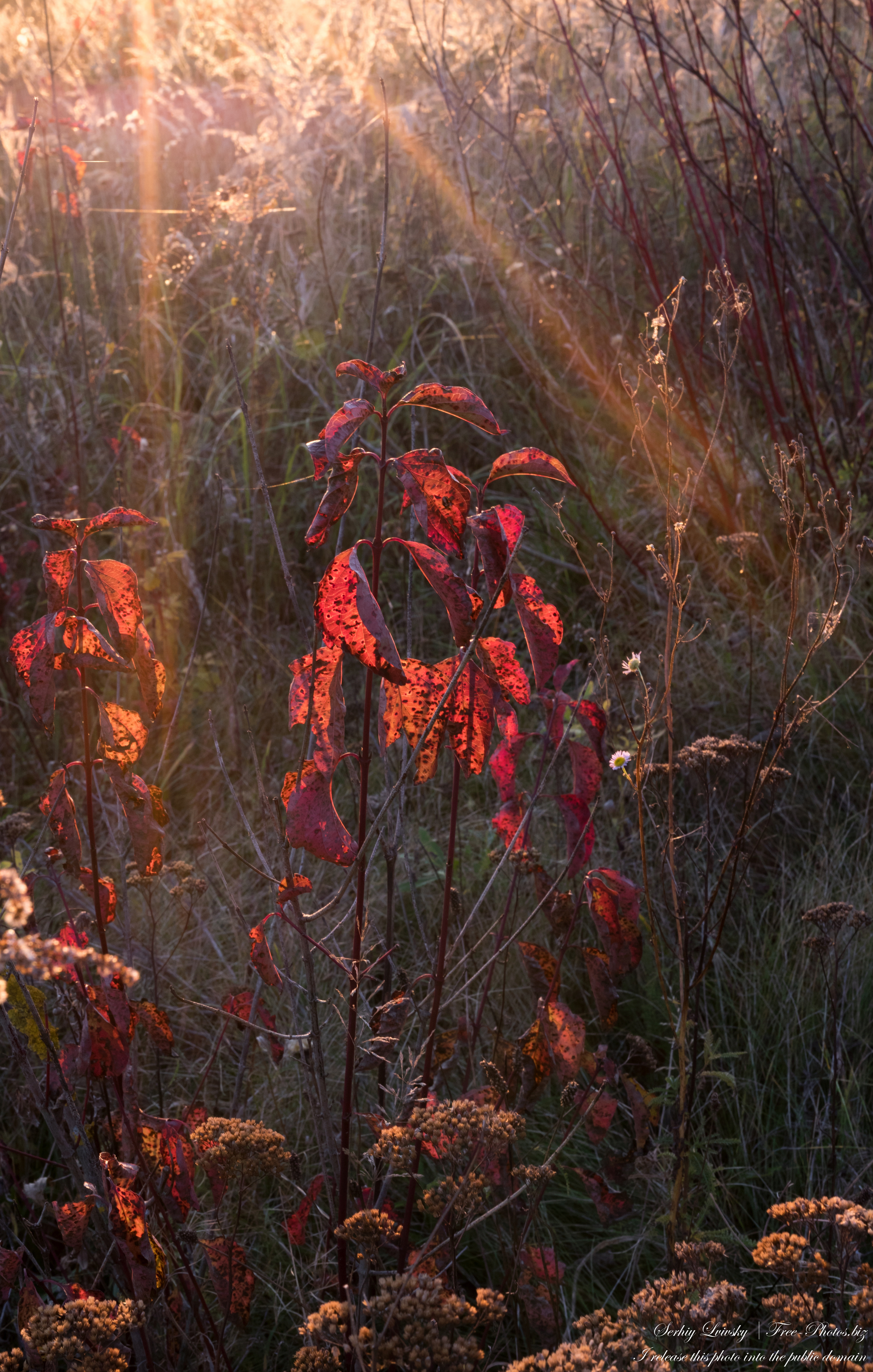 nature_in_lviv_region_of_ukraine_in_nov_2020_photographed_by_serhiy_lvivsky_07