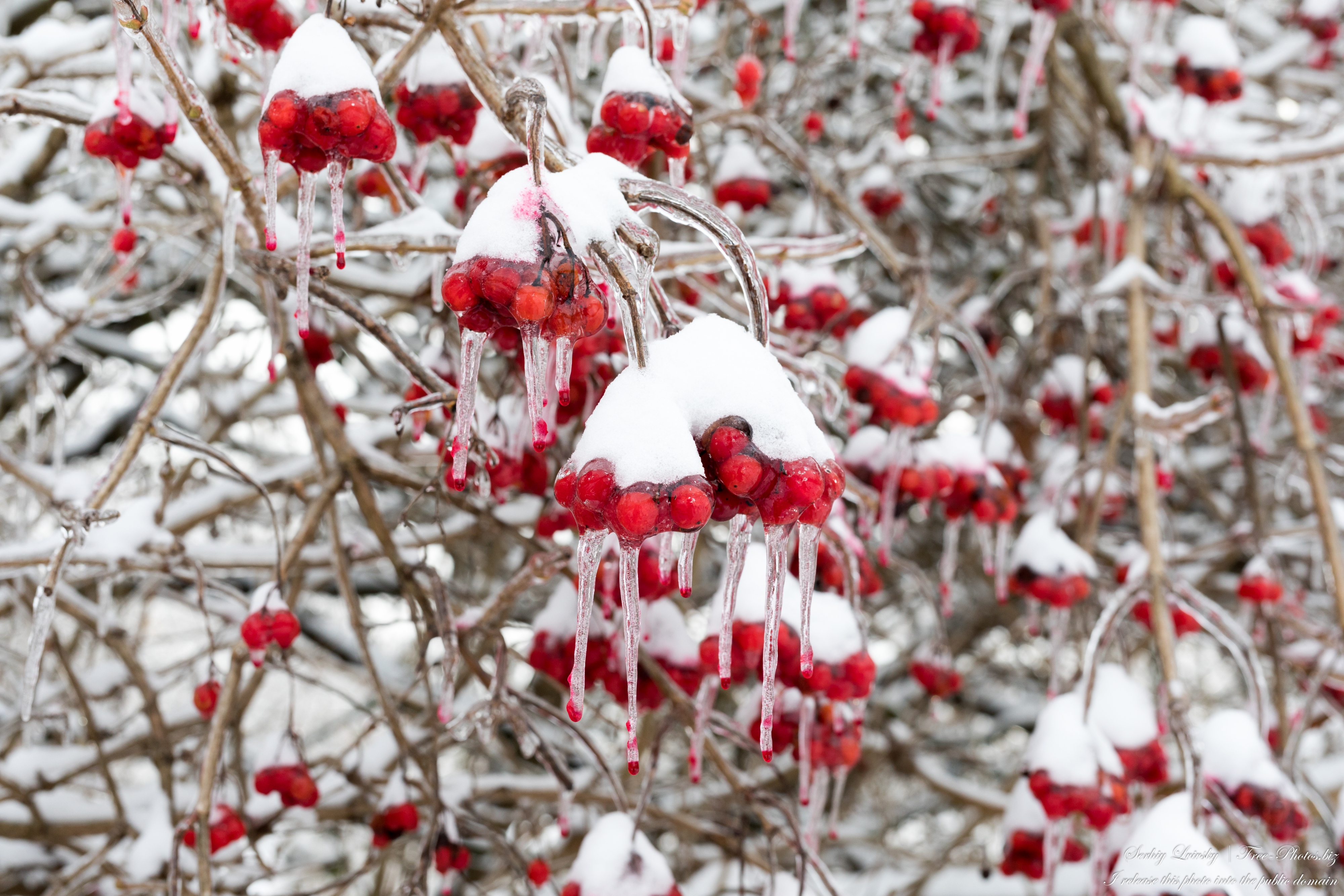 nature_in_lviv_region_of_ukraine_in_dec_2022_photo_by_serhiy_lvivsky_08