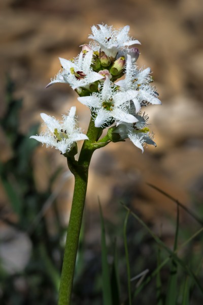 Menyanthes trifoliata Spechtensee 01