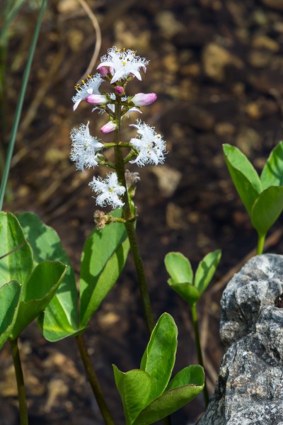 Menyanthes trifoliata Spechtensee 02