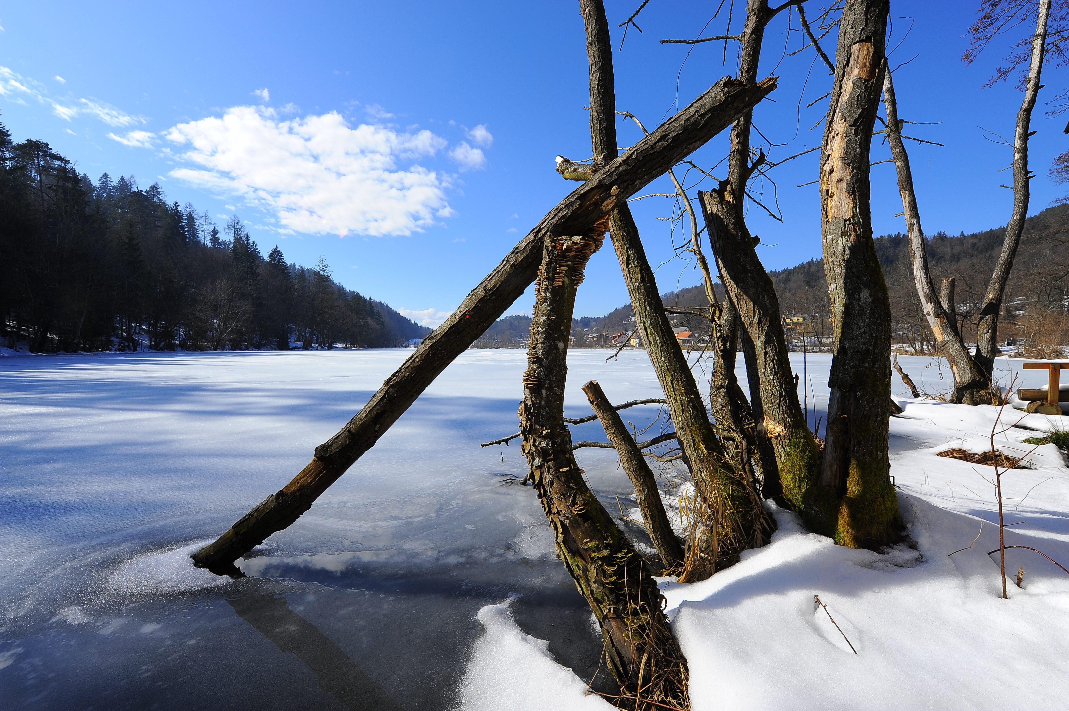 Viktring Treimischerteich 25022010 45,