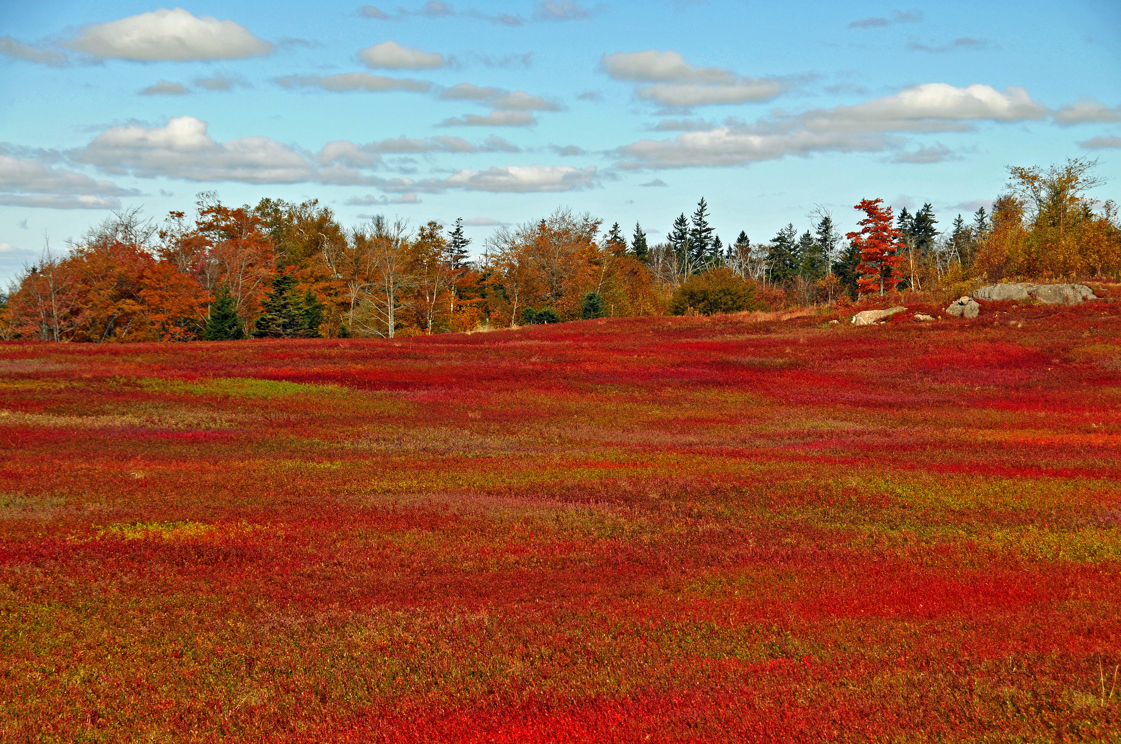 Wild blueberry fields in the fall near Parrsboro (1)