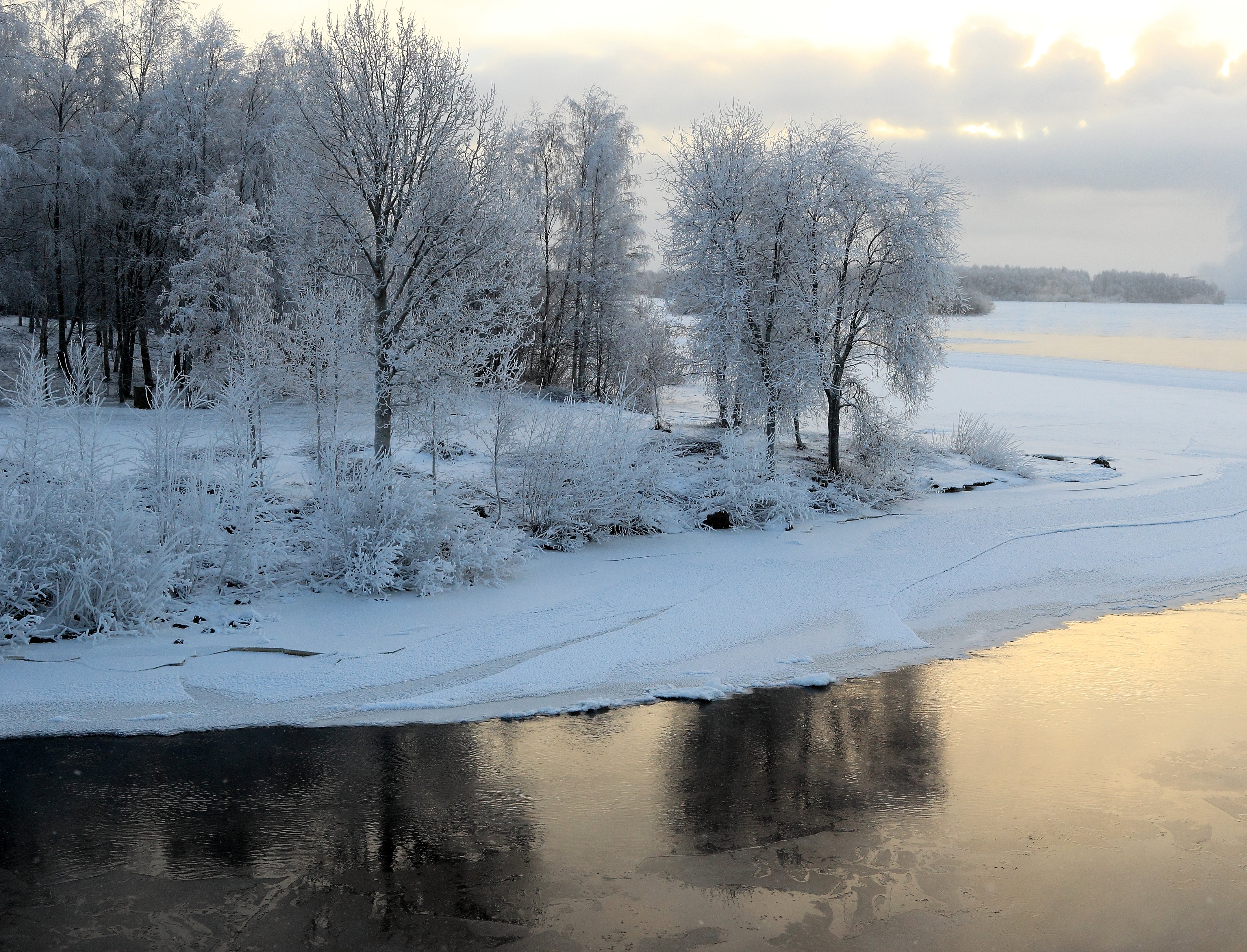 Hoar-frosted trees Pikisaari Oulu 20140119