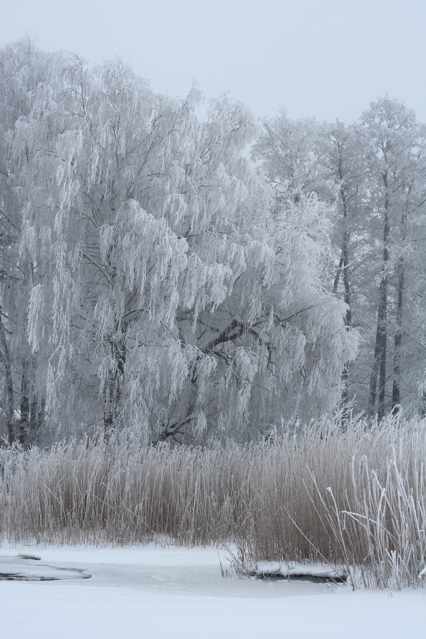 Rime in Lapinlahti Helsinki 2