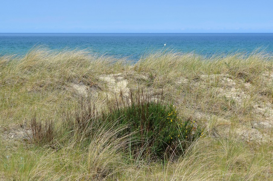 Kühlungsborn Düne mit Ginster