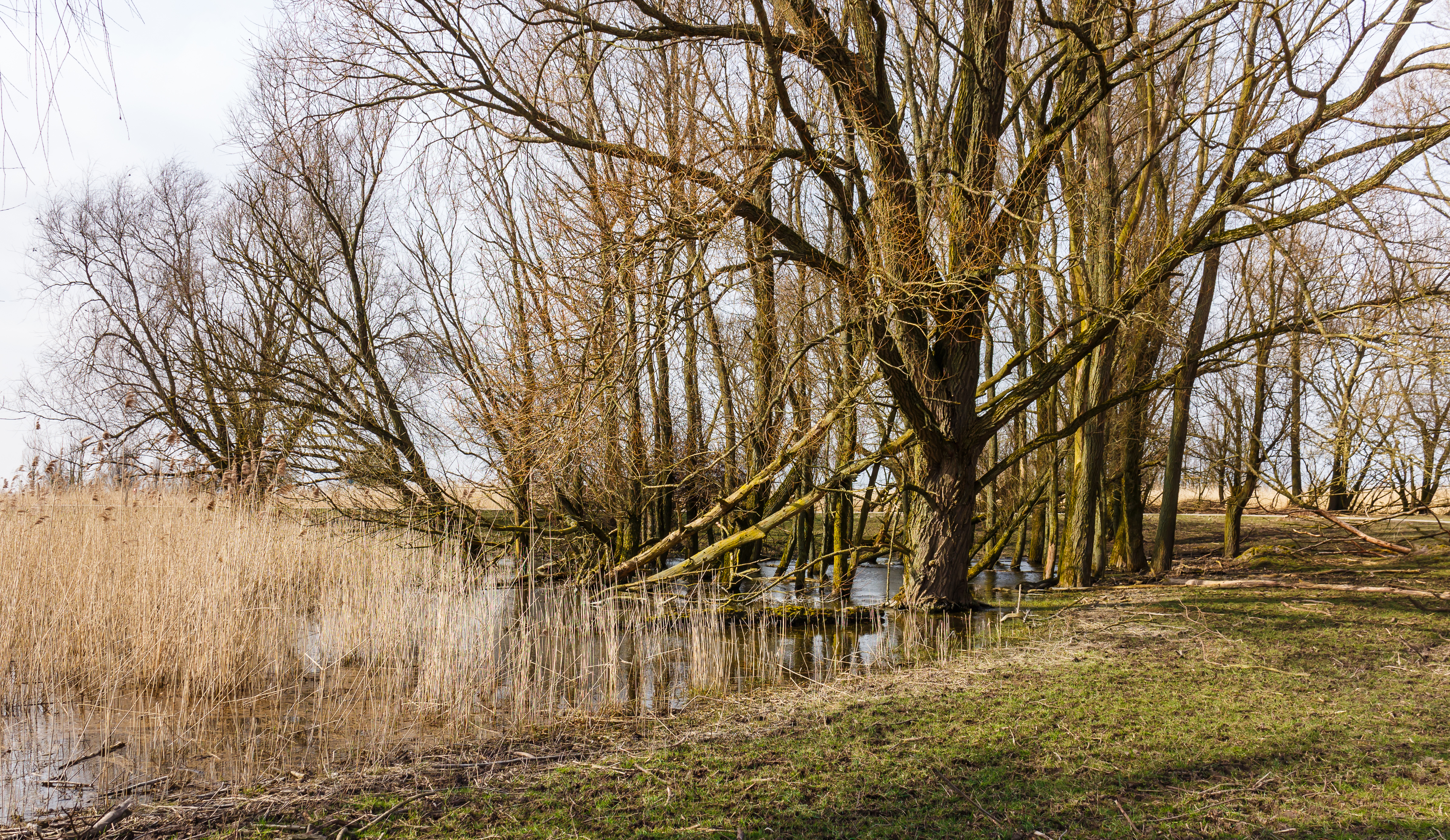 Groep bomen in verruigd biotoop. Locatie, Oostvaardersplassen 04