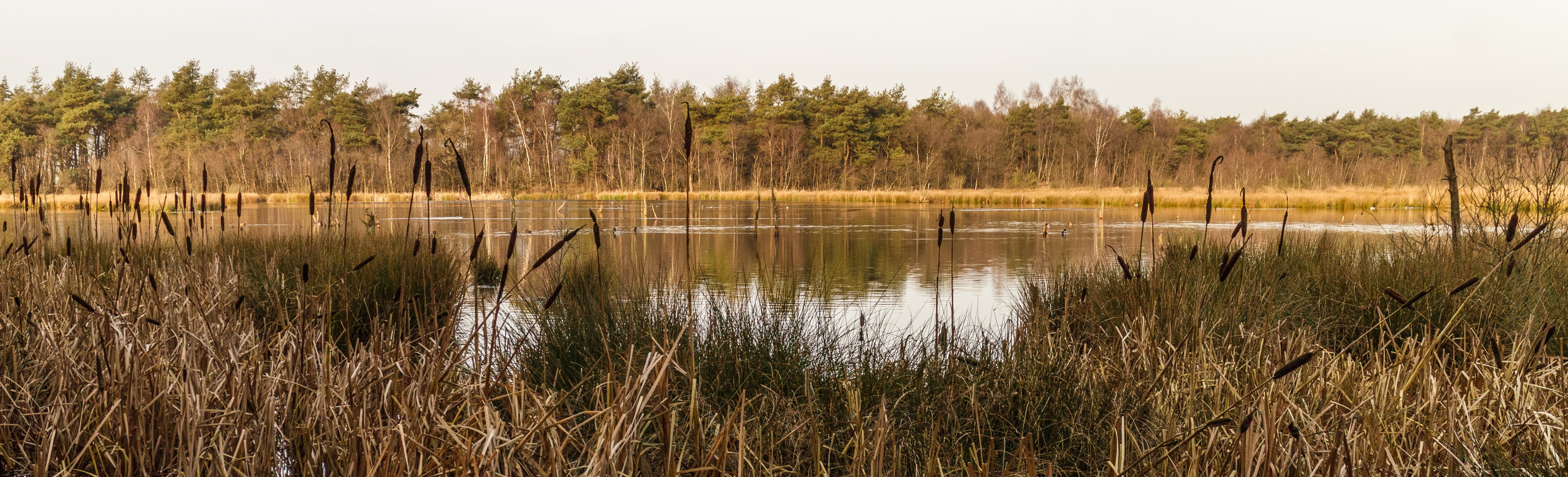 Diakonievene. Natuurgebied van It Fryske Gea 26