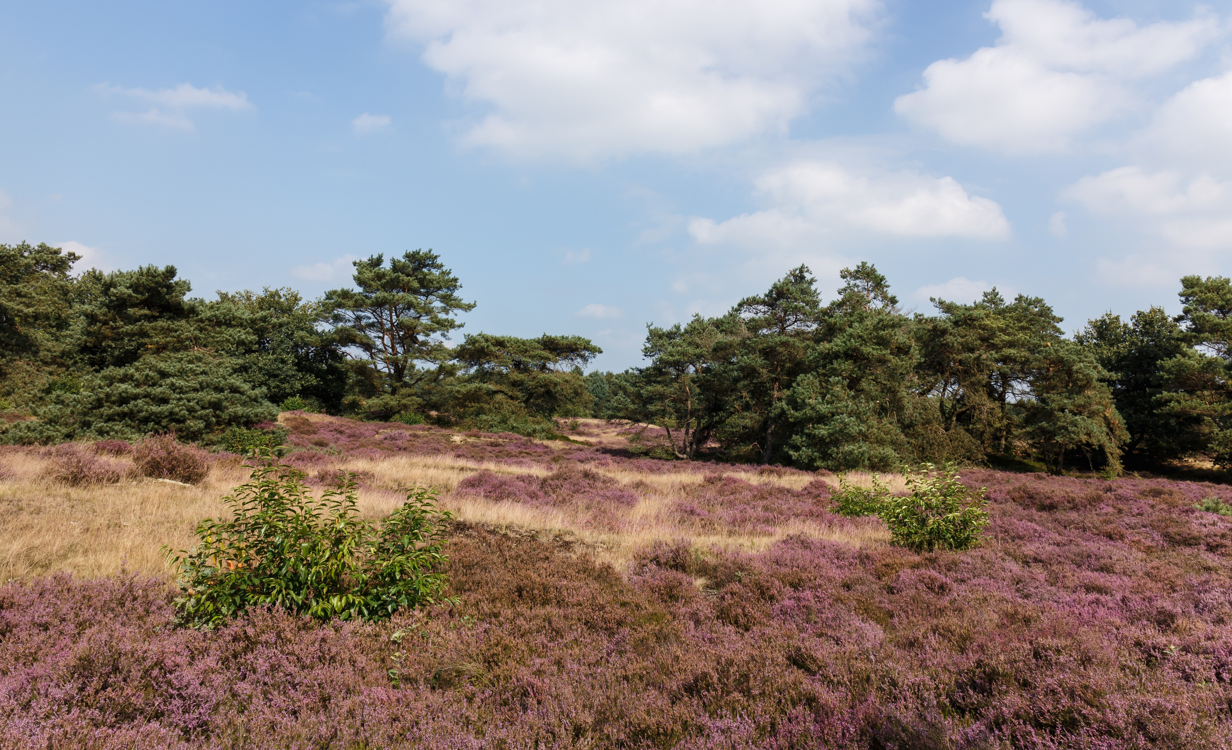 Wandeltocht door bloeiende heidevelden en zandverstuivingen van de Schaopedobbe (Schapenpoel) 07