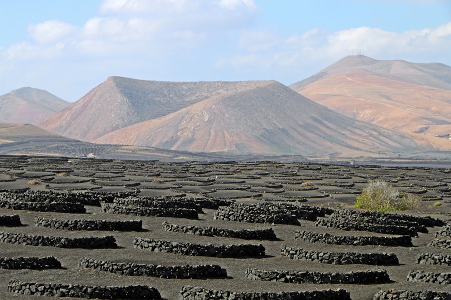 Vineyards - Yaiza - 01