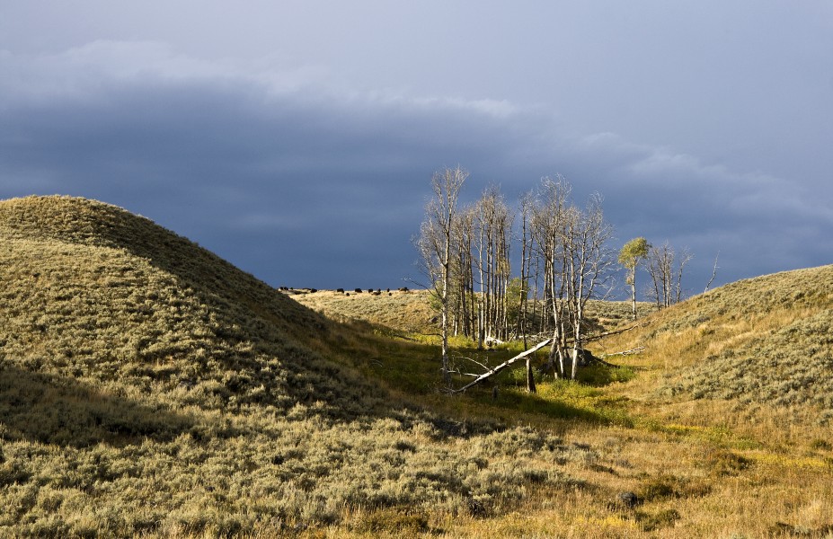 Lamar Valley bison YNP1