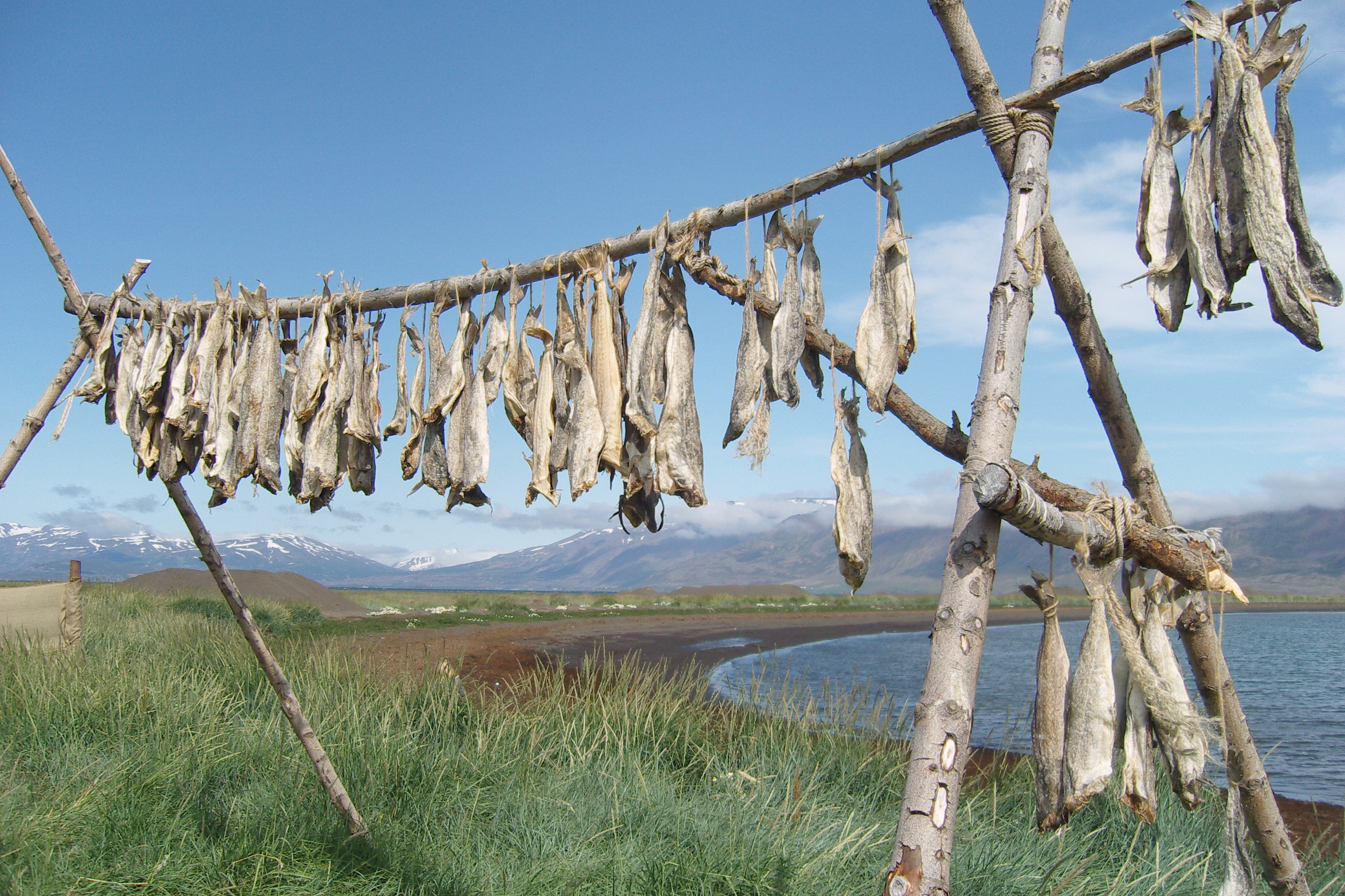 Dryfish Iceland