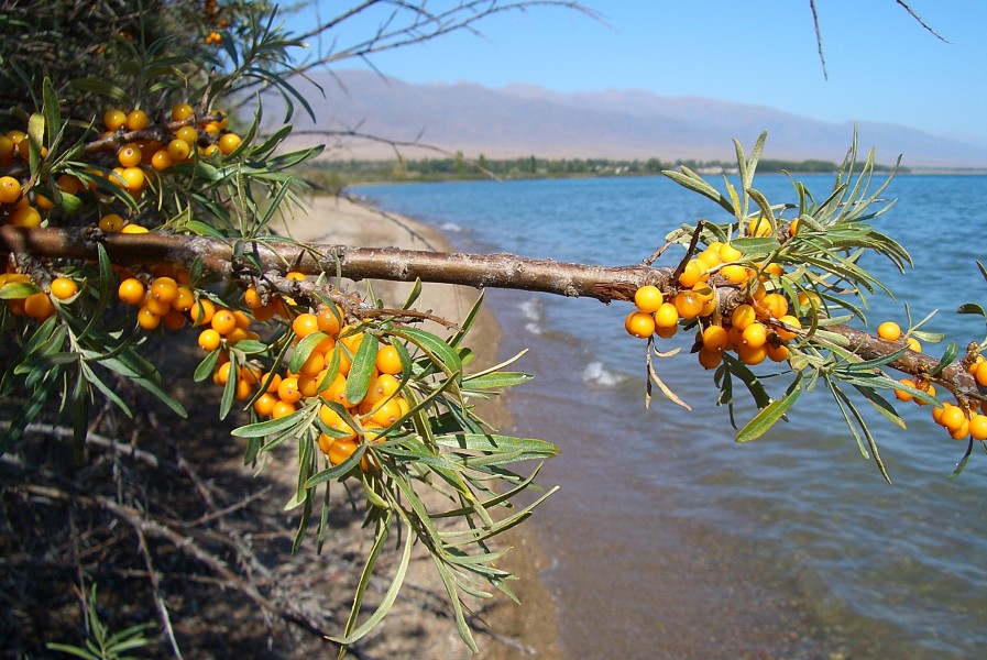 E8305-Kosh-Kol-sea-buckthorn