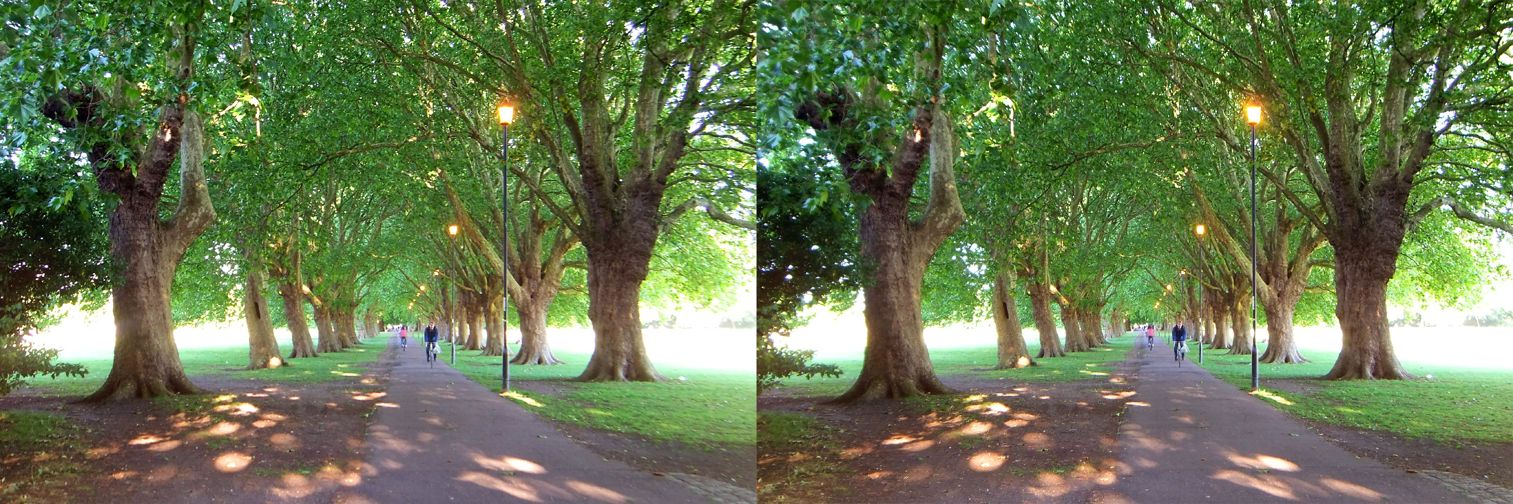 Cambridge Jesus Green avenue RL