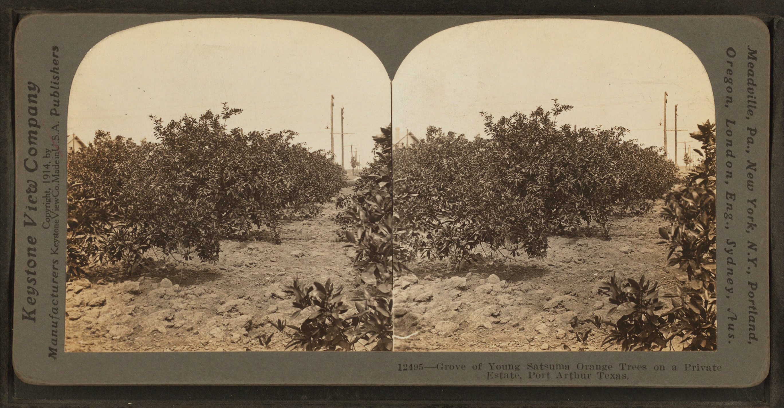 Grove of Young Sastuma Orange Trees on a Private Estate, Port Arthur Texas, by Keystone View Company