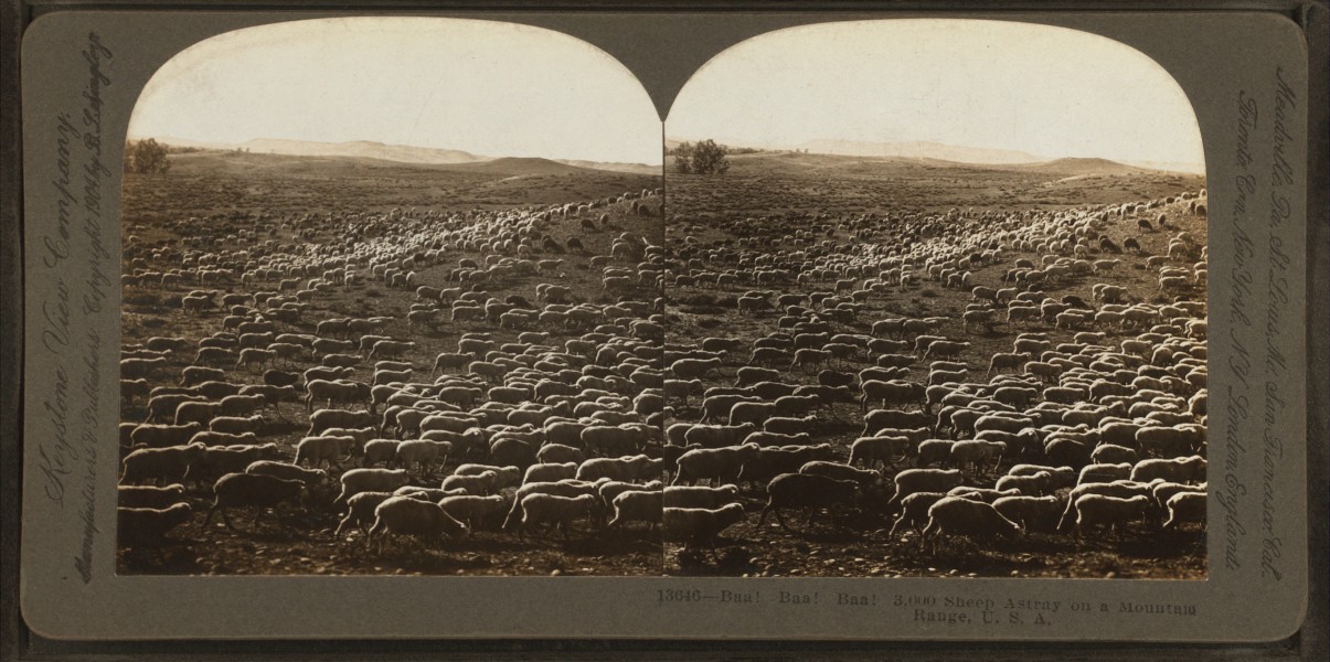 Baa! baa! baa! 3,000 sheep astray on a mountain range, U.S.A, by Keystone View Company
