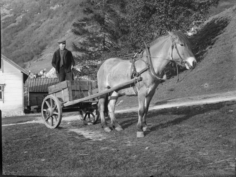 Horse and carriage Stang