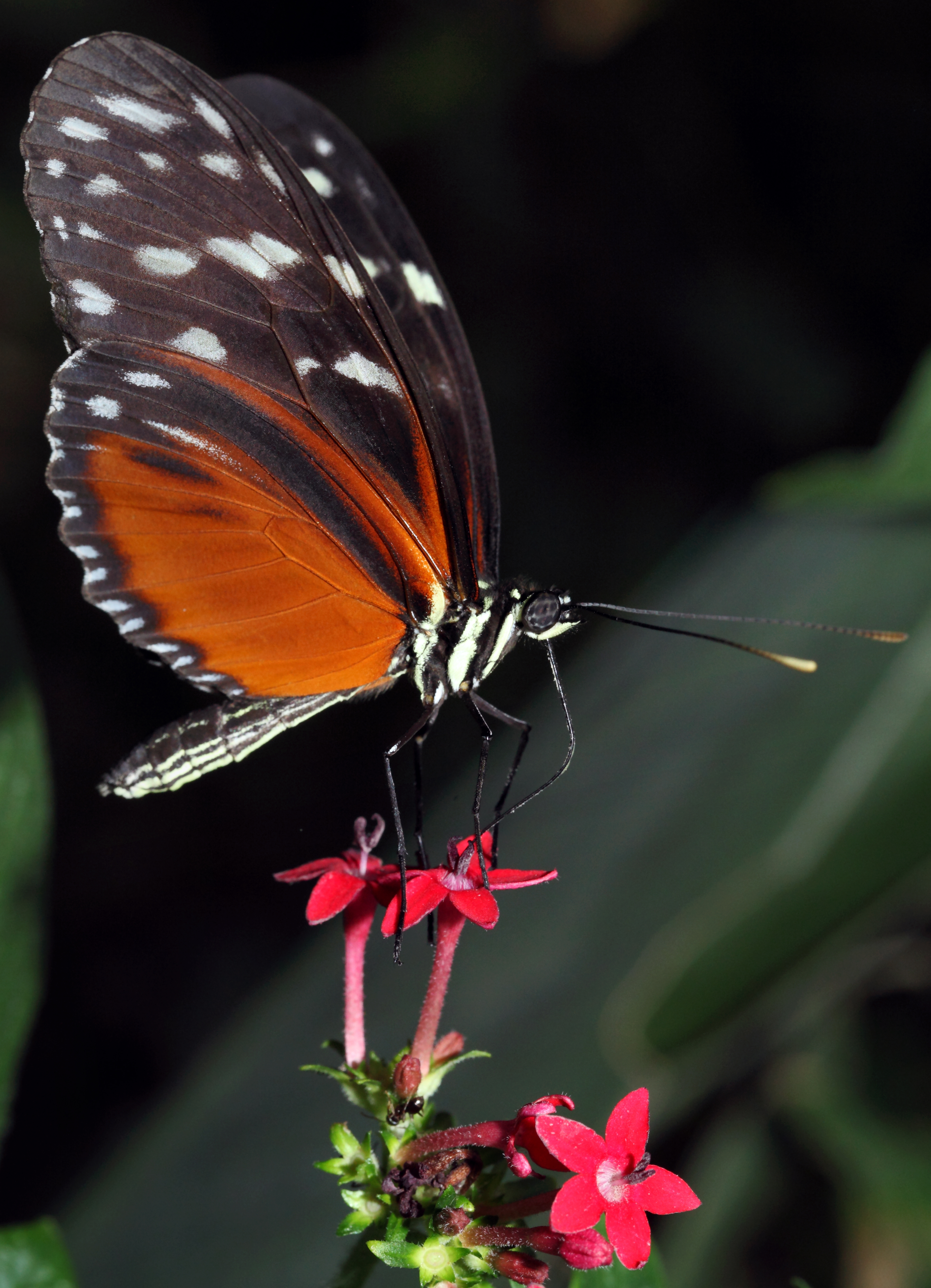 A Nectar Shake Through A Bendy Straw (16837181712)