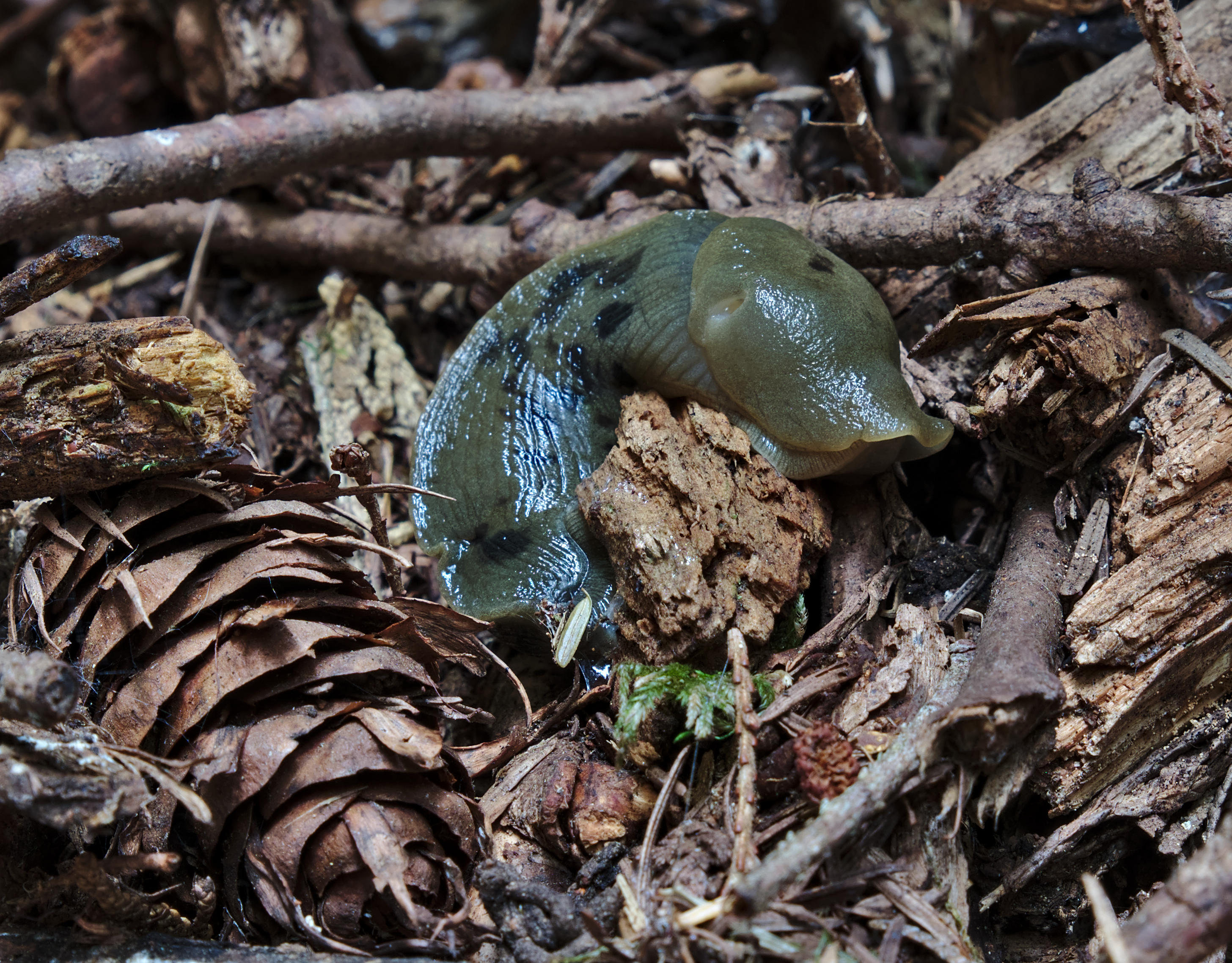 Banana slug in Stawamus Chief Provincial Park, BC (DSCF7773)