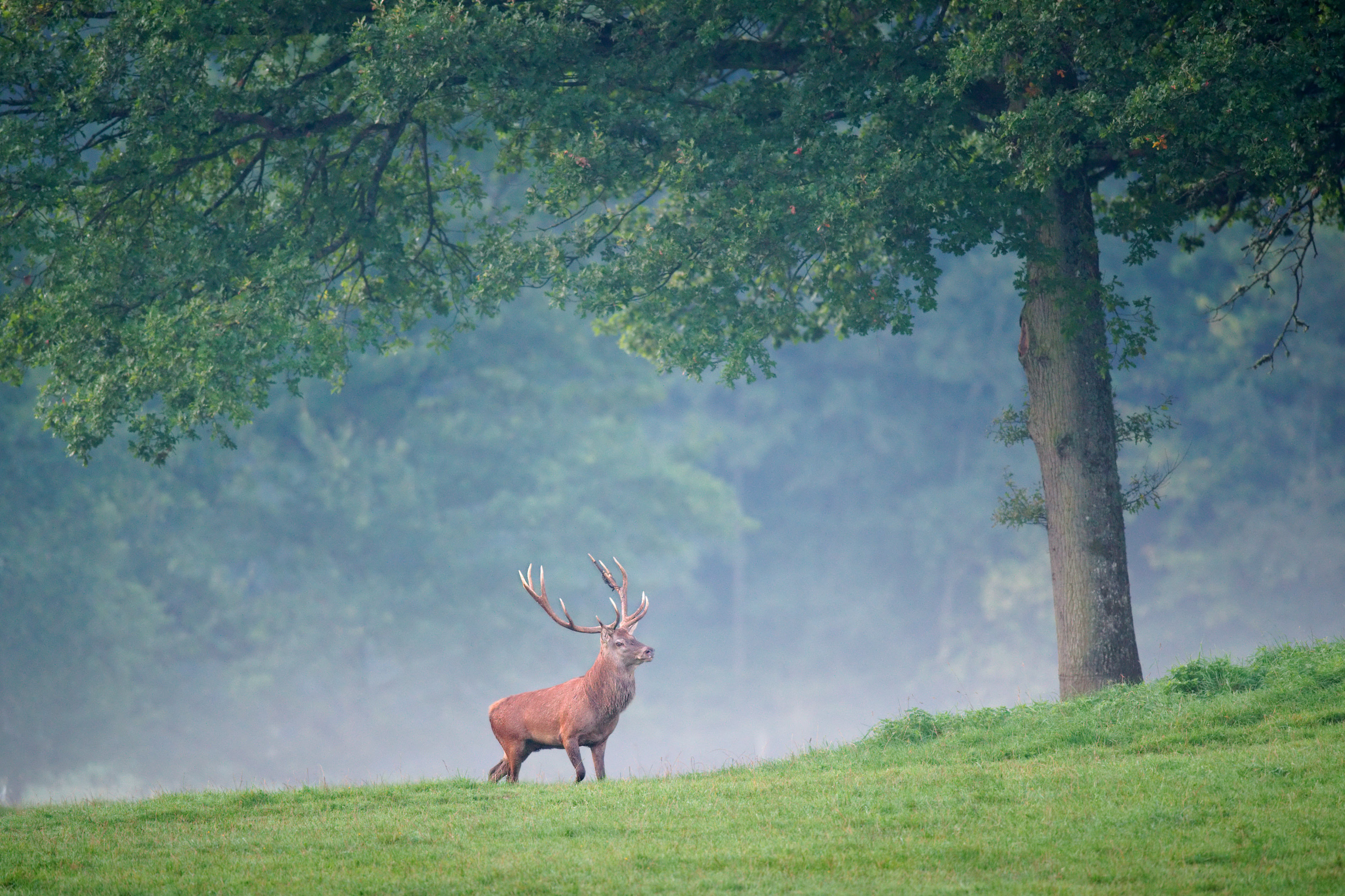 Cervus elaphus Luc Viatour 1