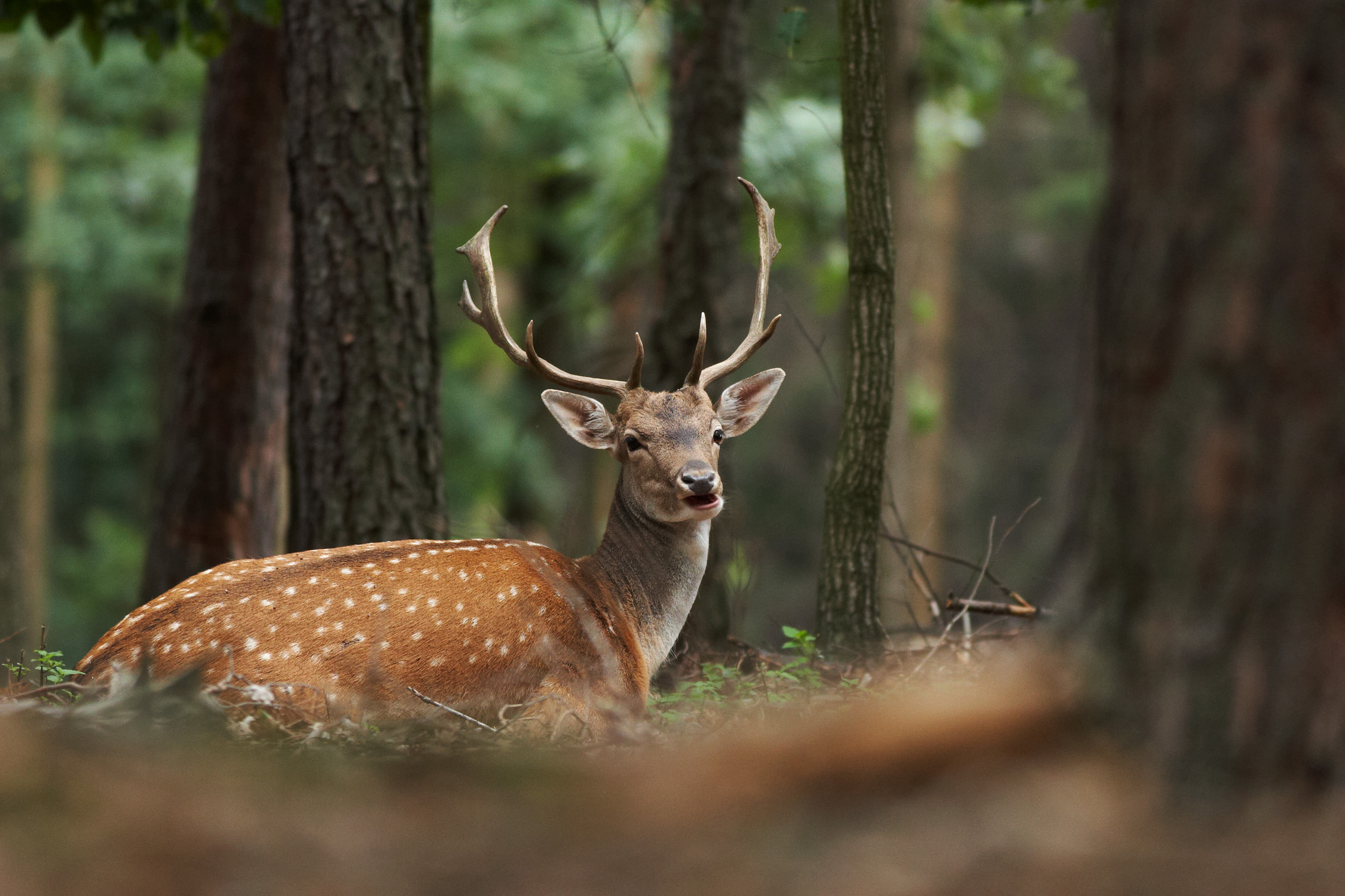 Fallow Deer