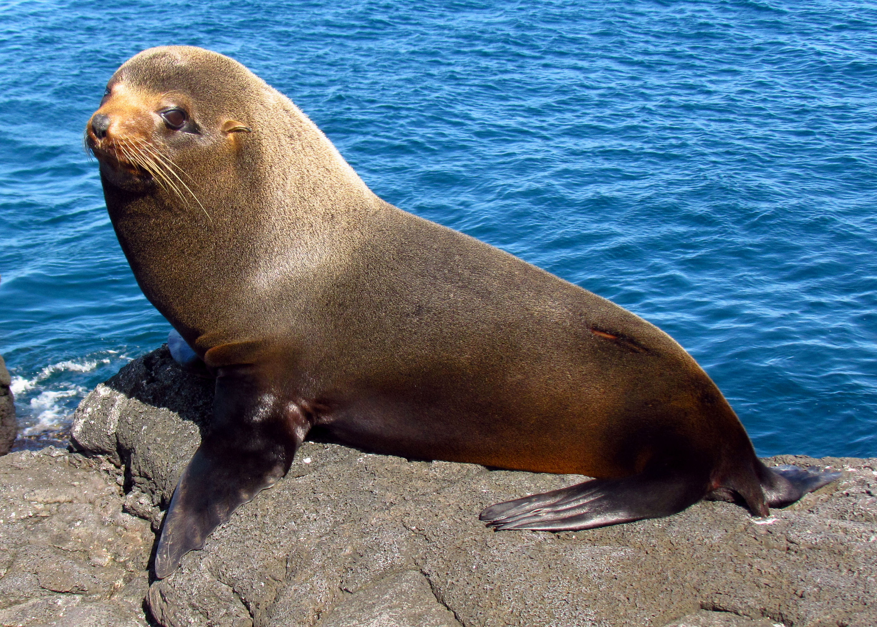 Fur seal. Галапагосский морской котик. Галапагосский Ушастый тюлень. Ластоногие морской котик. Морской котик тюлень Нерпа.