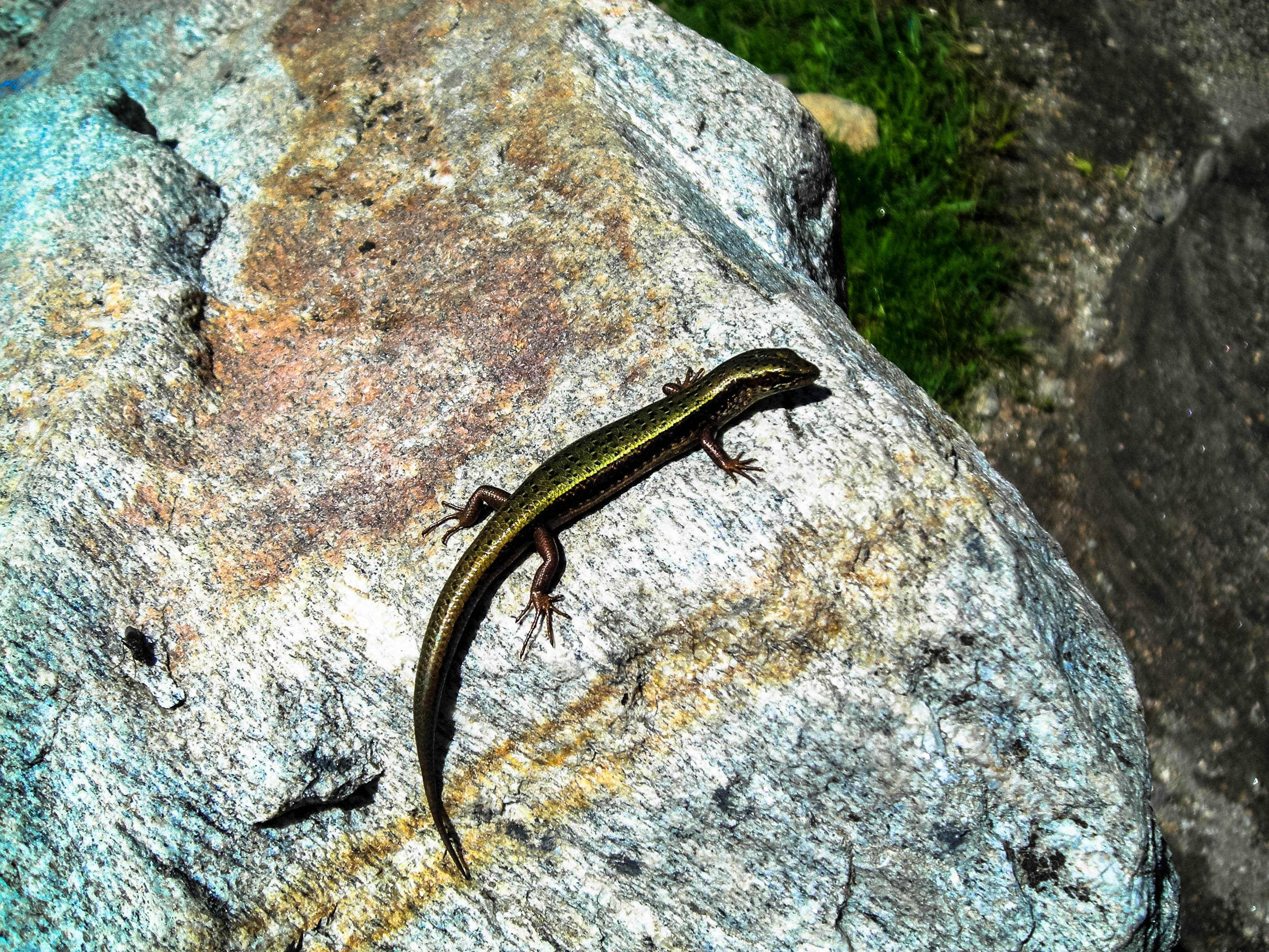 Green Lizard Lake Saif ul Malook