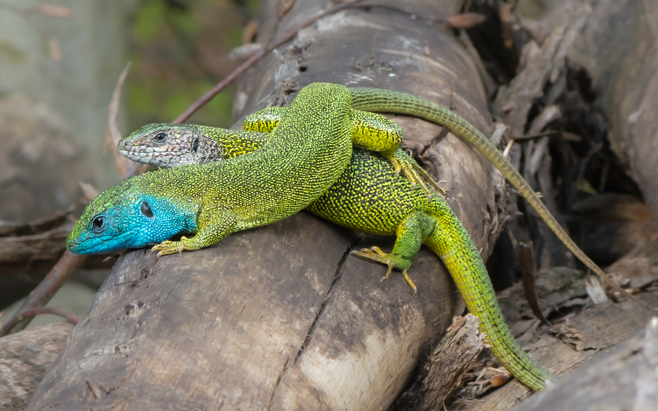 Lacerta viridis - couple 01