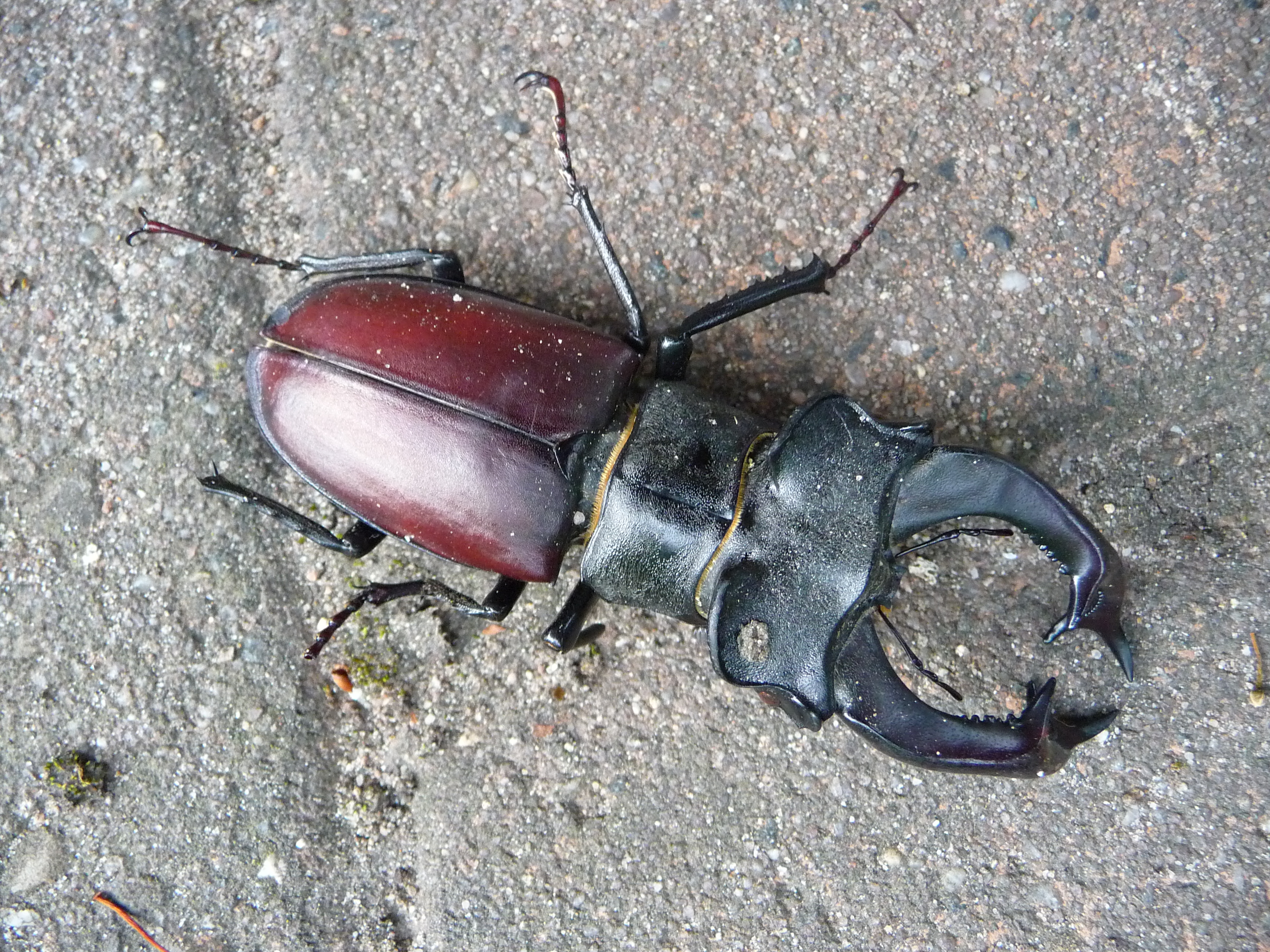 Oberseite toter Hirschkäfer