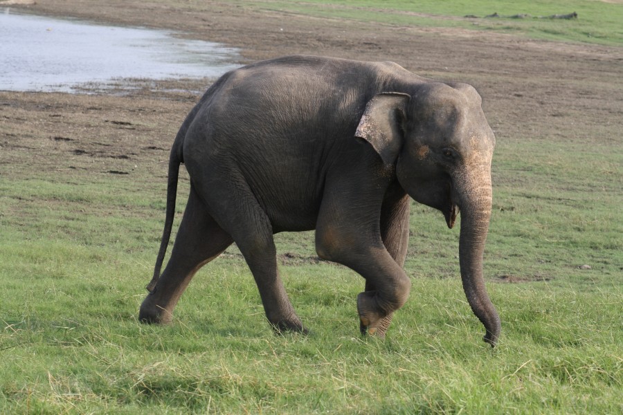 A solitary elephant away from his herd (7568531278)