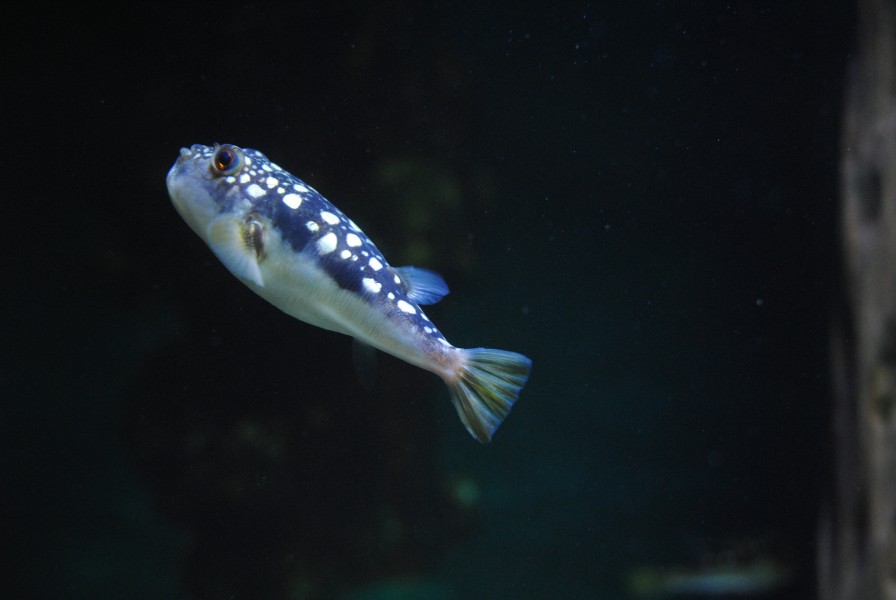 Amblyrhynchotes honckeni in Two Oceans Aquarium, Cape Town - 2018-07-19 - Andy Mabbett - 01