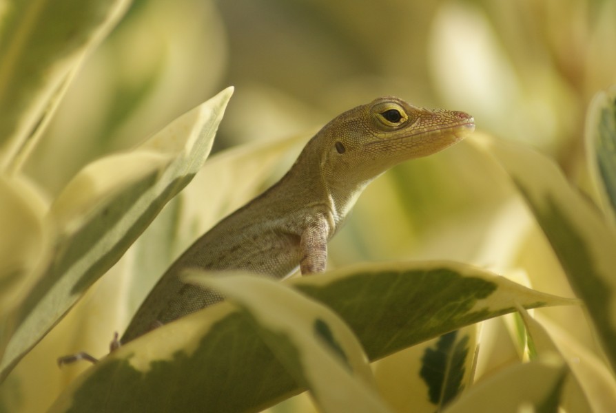 Anolis marmoratus Lamarre 2010-04-05