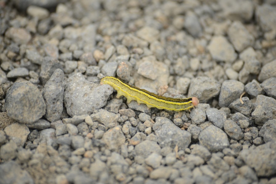 Bruco islandese (Ceramica pisi)