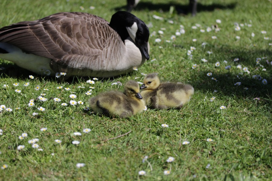 Canada goose - Branta canadensis (42022244741)