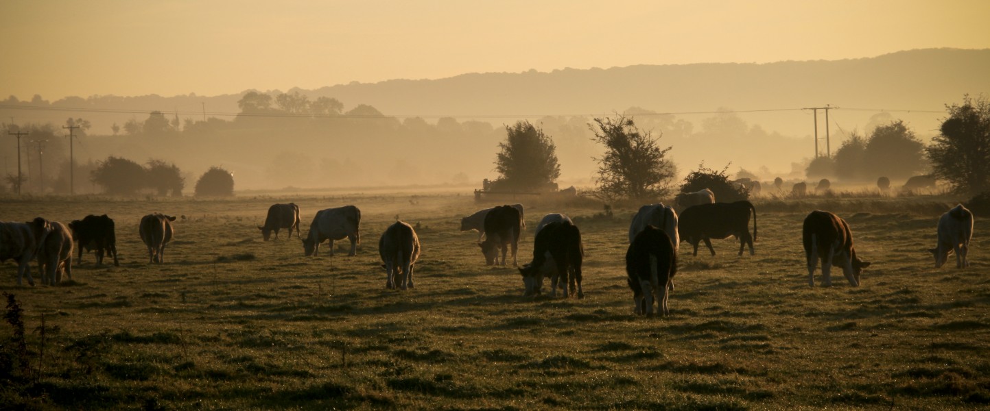 Cows grazing autumn morning, Somerset levels (2930581997)