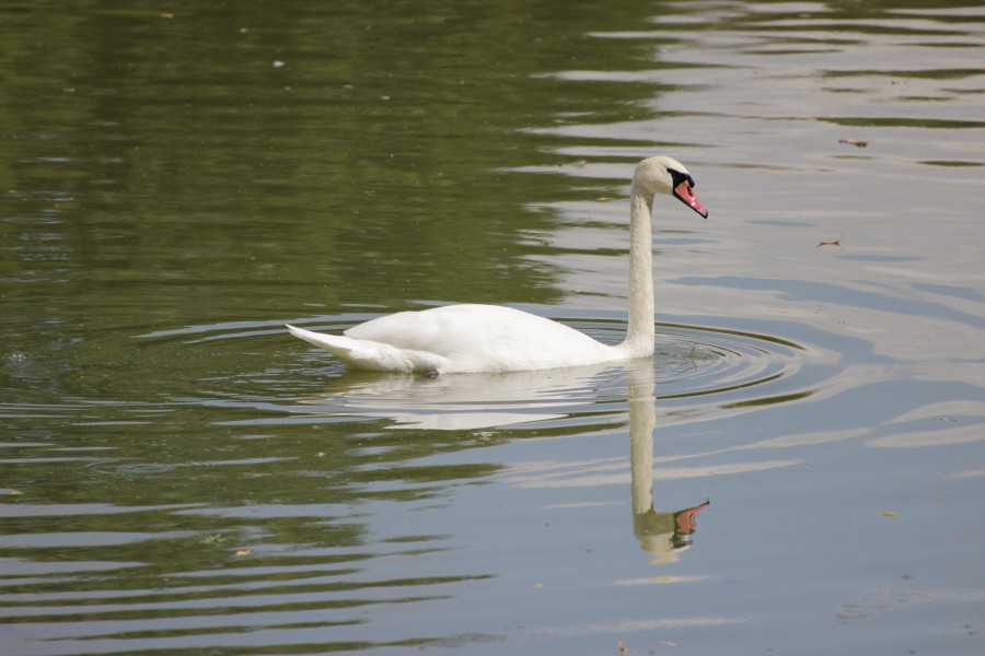 Mute Swan - Cygnus olor (44966577761)