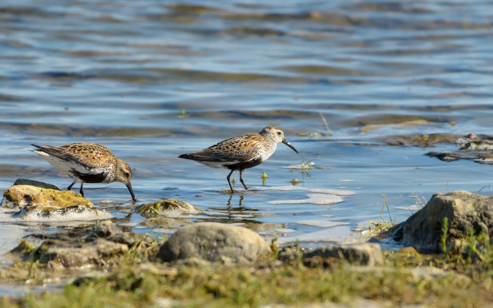 Niidurüdi - Calidris alpina schinzii (1)