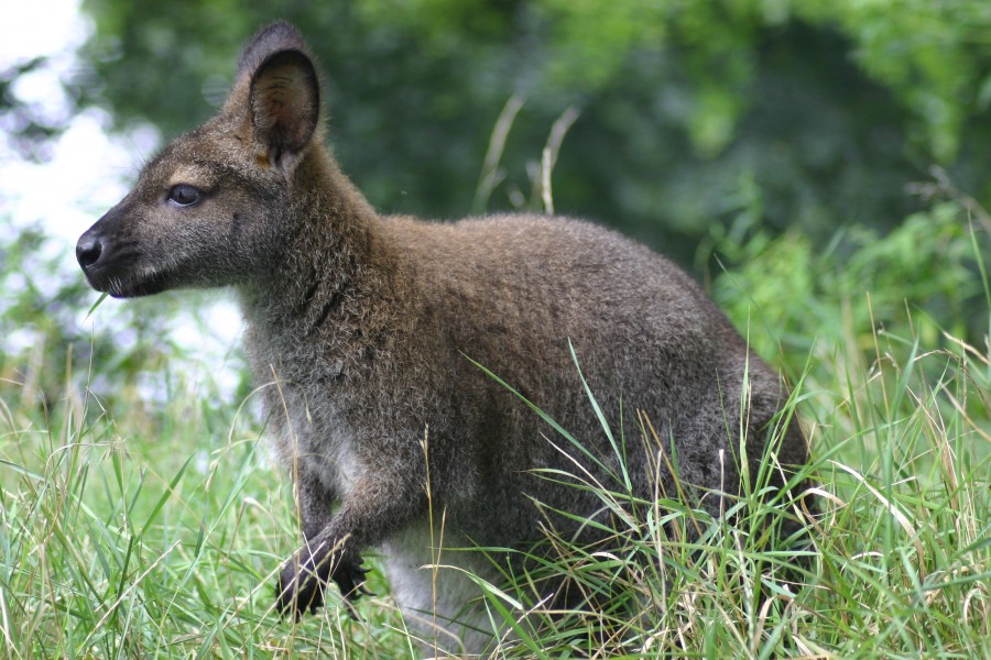 Red-necked wallaby.gk