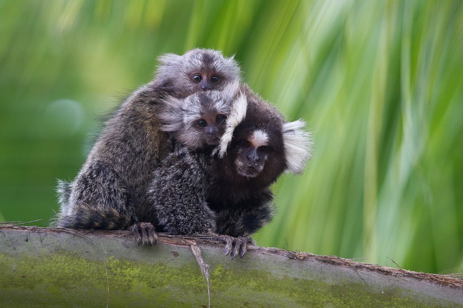 Sagui-de-tufos-brancos em Pernambuco