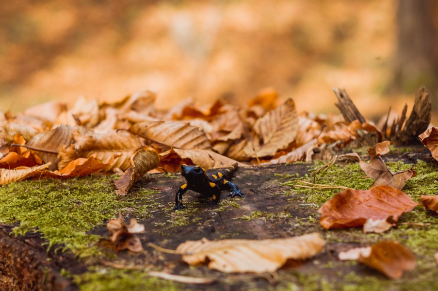 Salamander in forest (44644121362)