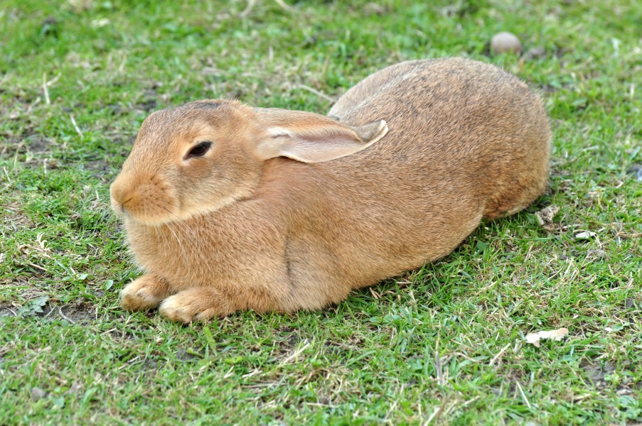 Ufenau - Oryctolagus cuniculus 2011-07-25 17-33-40